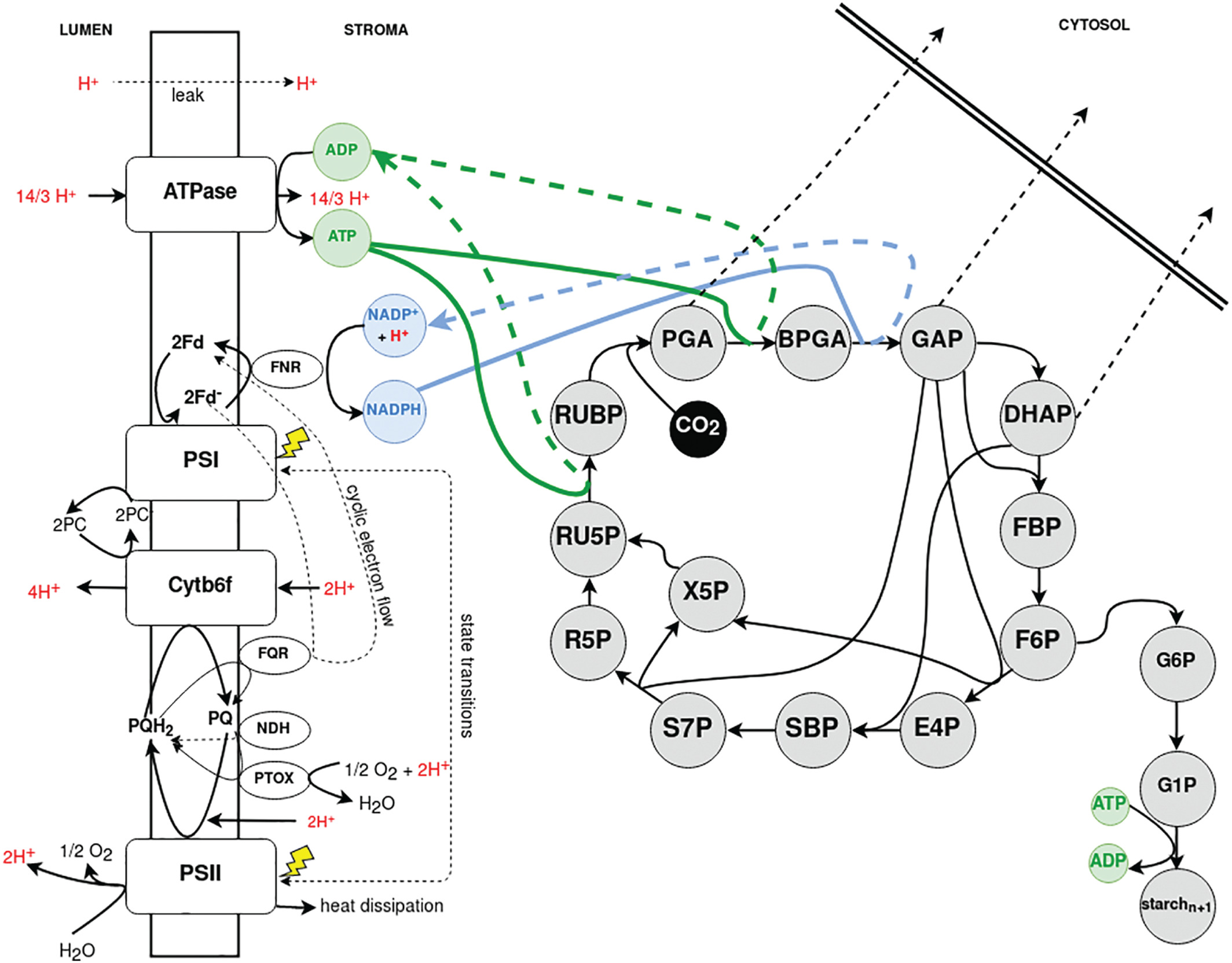 Matuszynska 2019, Physiol. Plant. scheme