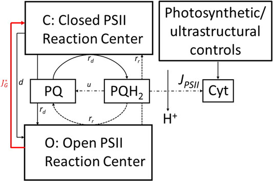 Gu 2023, Plant, Cell & Environment scheme