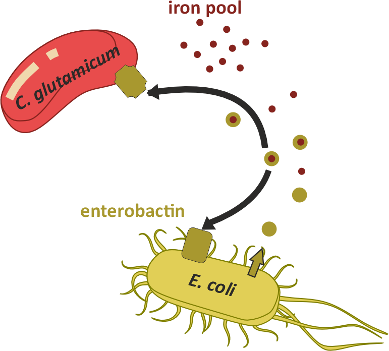 Entrobactin scheme